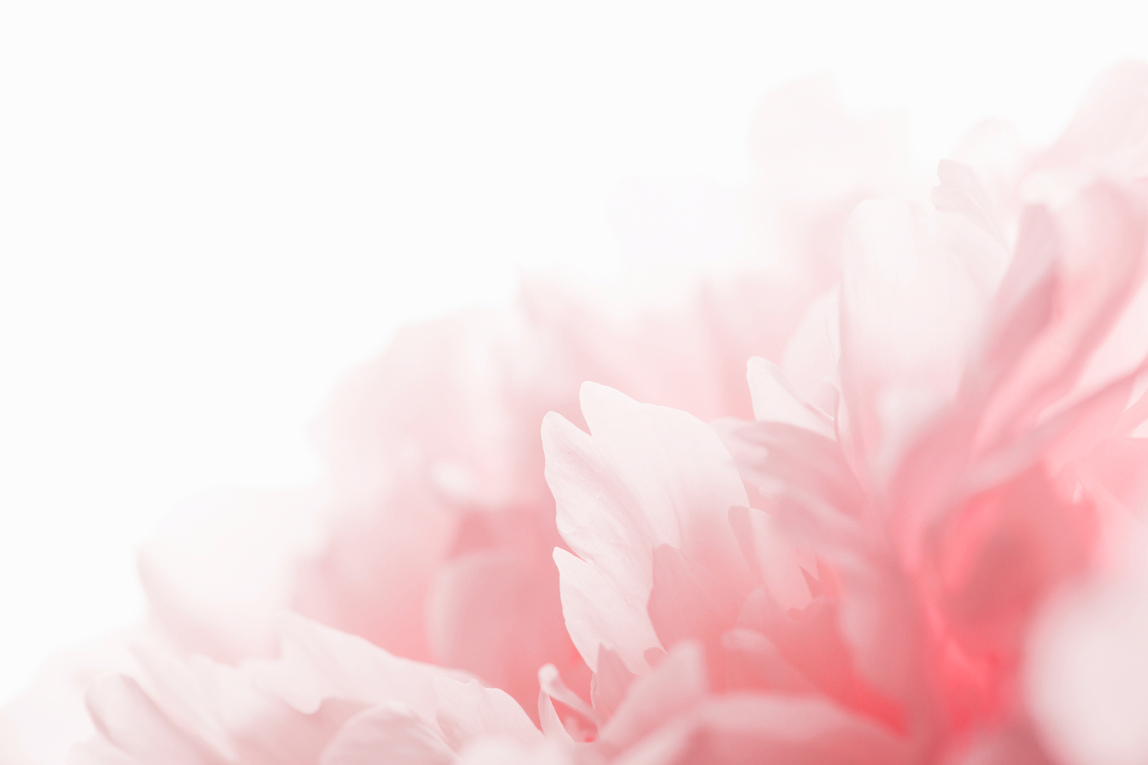 white peony petals close-up. delicate floral background